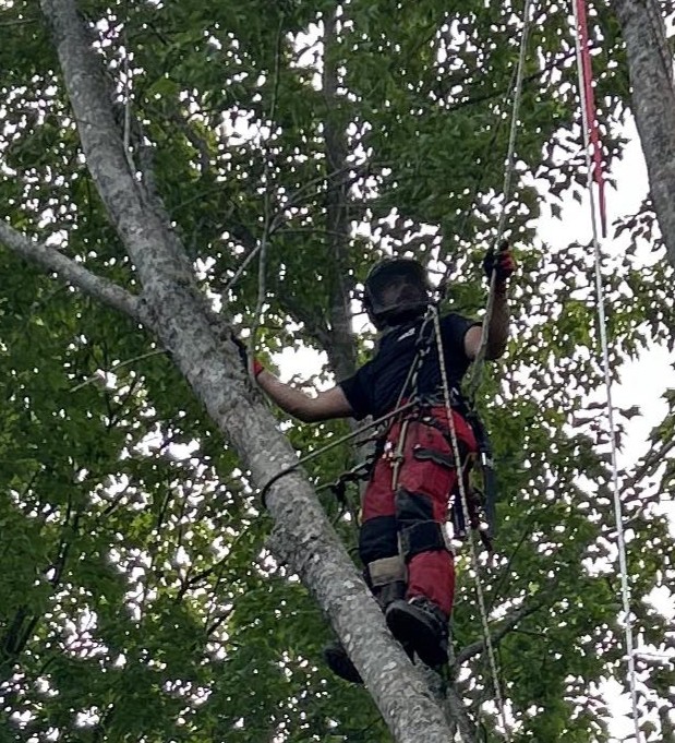 Man climbing a tree