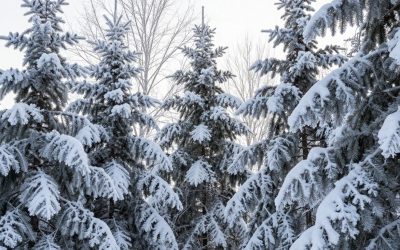 Snow Covered Trees: When to Call an Arborist Before Spring Arrives